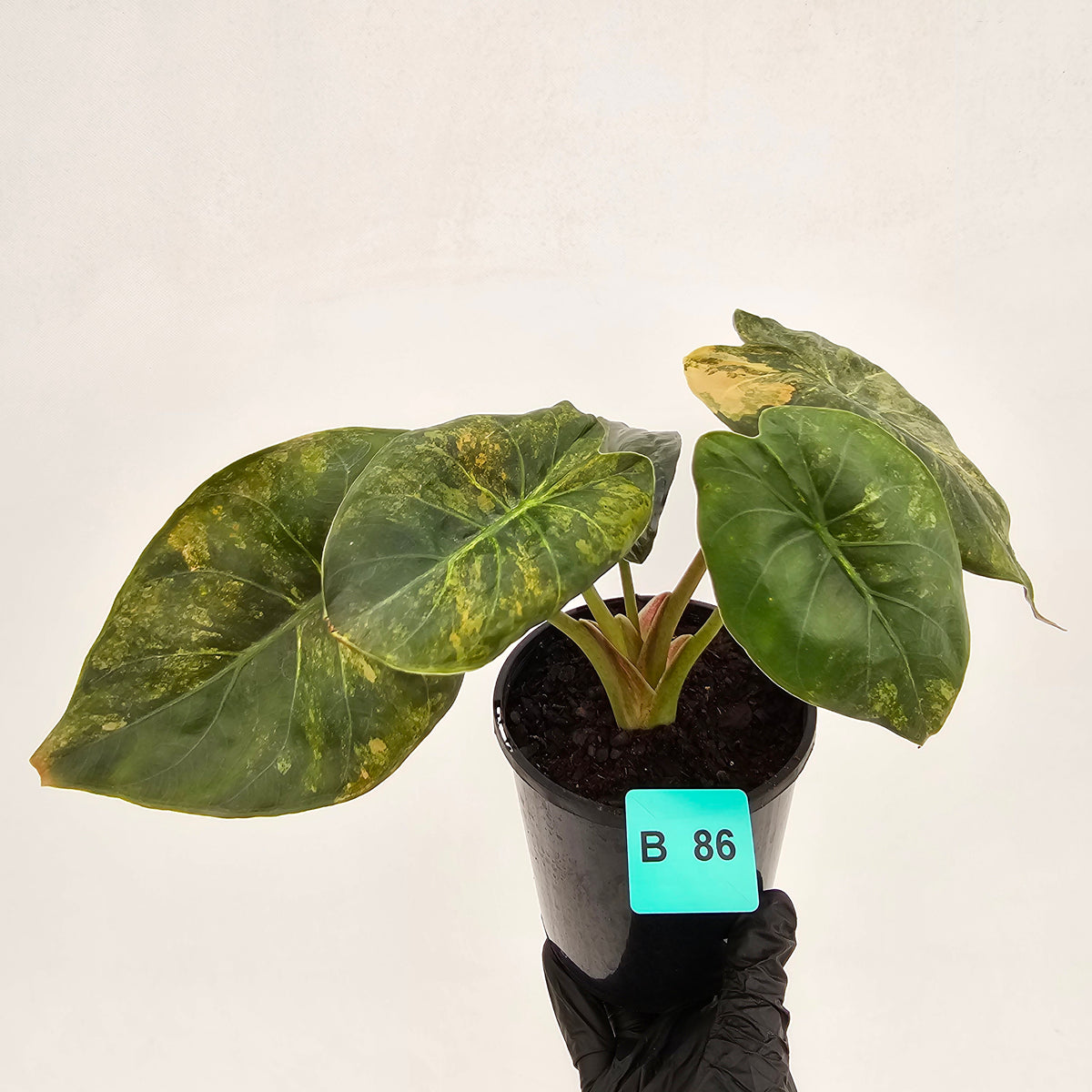 Alocasia ‘wentii’ Variegated - SALE