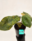 Alocasia ‘wentii’ Variegated - SALE