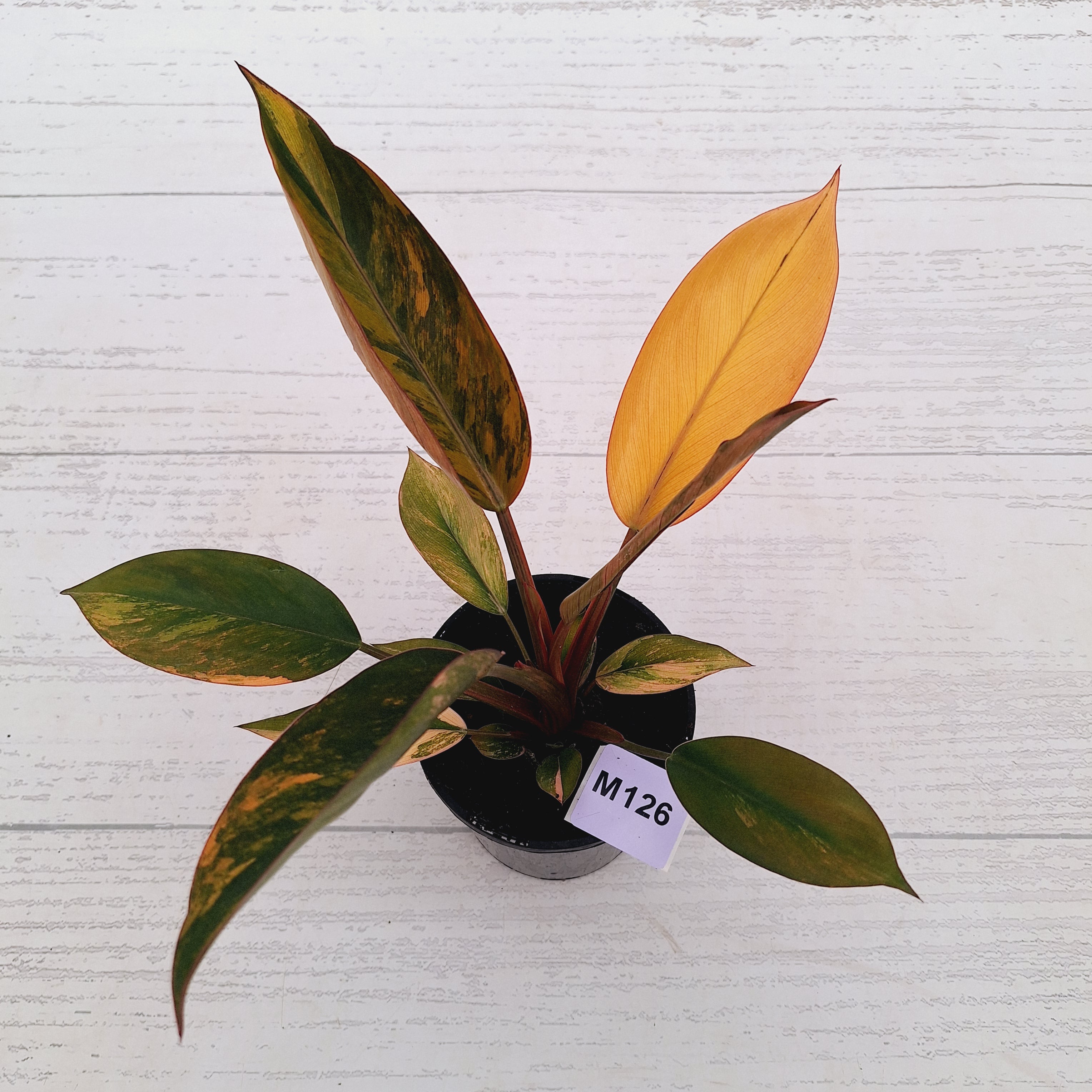 Philodendron 'Rojo Congo Variegated' 125mm