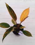 Philodendron 'Rojo Congo Variegated' 125mm