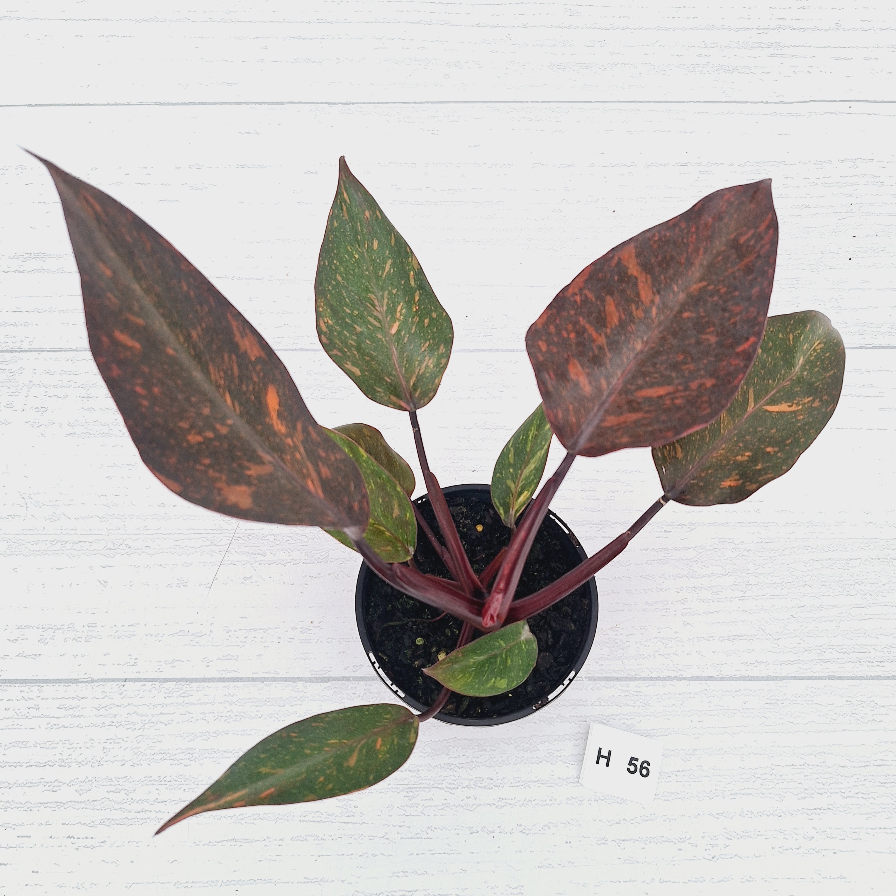 Philodendron 'Orange Princess' - FLASH SALE