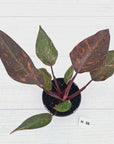 Philodendron 'Orange Princess' - FLASH SALE