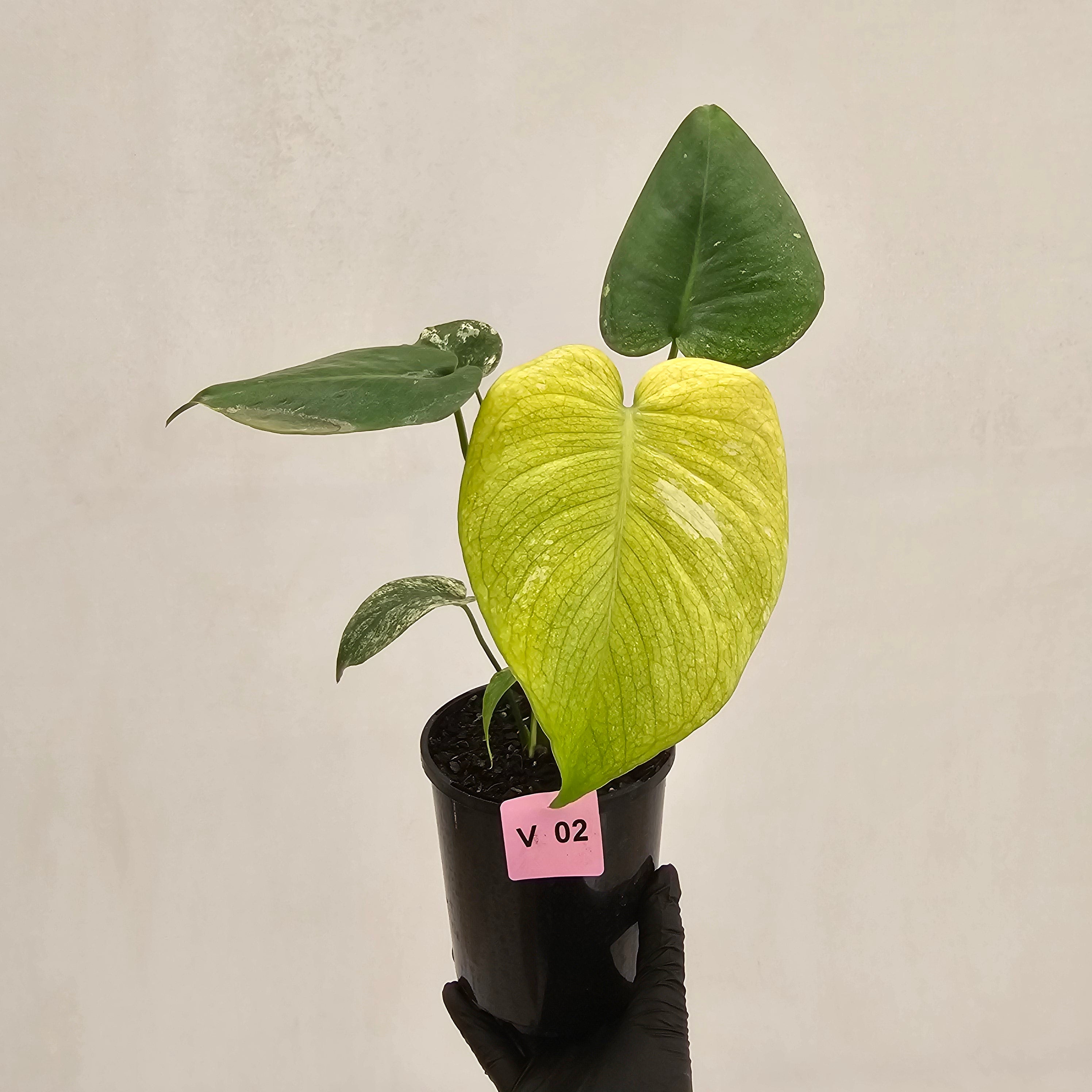 Monstera Deliciosa 'Mint'