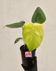 Monstera Deliciosa 'Mint'