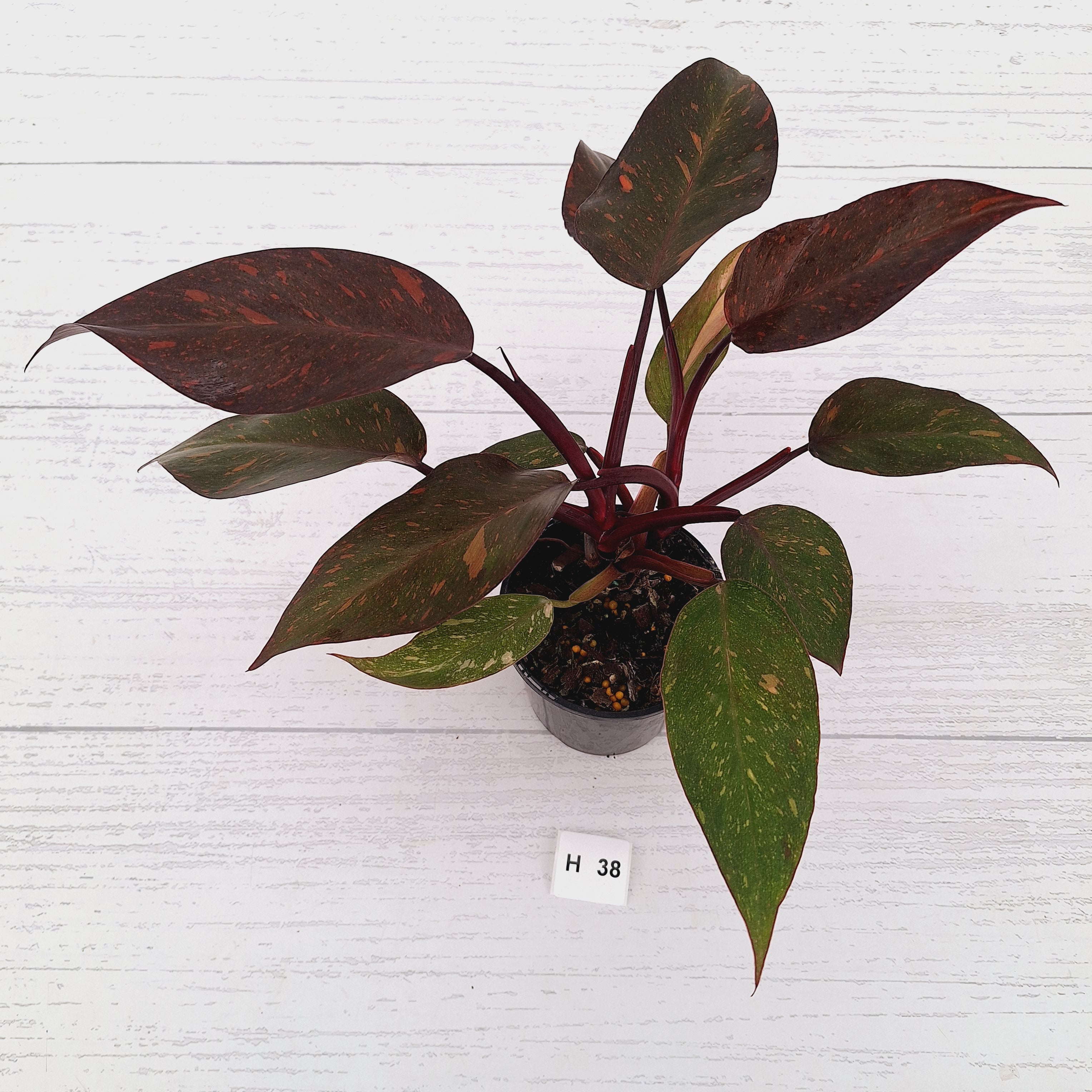 Philodendron 'Orange Princess' - FLASH SALE
