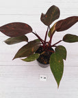 Philodendron 'Orange Princess' - FLASH SALE