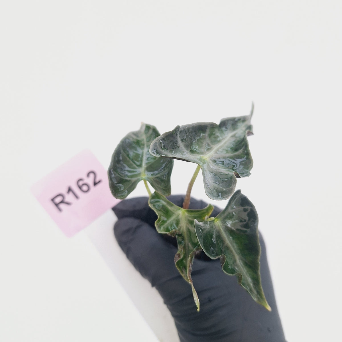 Alocasia ‘Loco’- Bare Bottom Baby - SALE