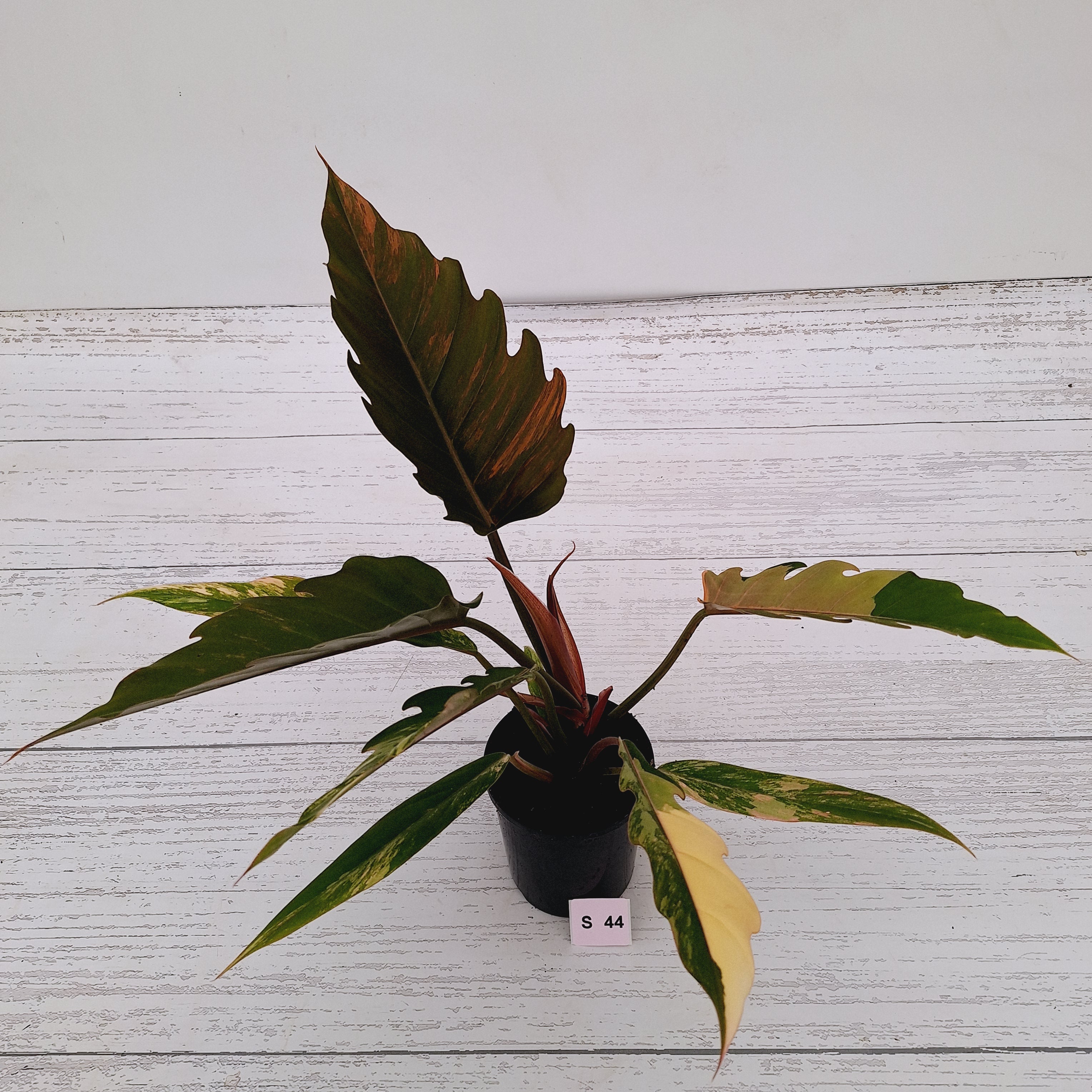 Philodendron serratum Caramel Marble