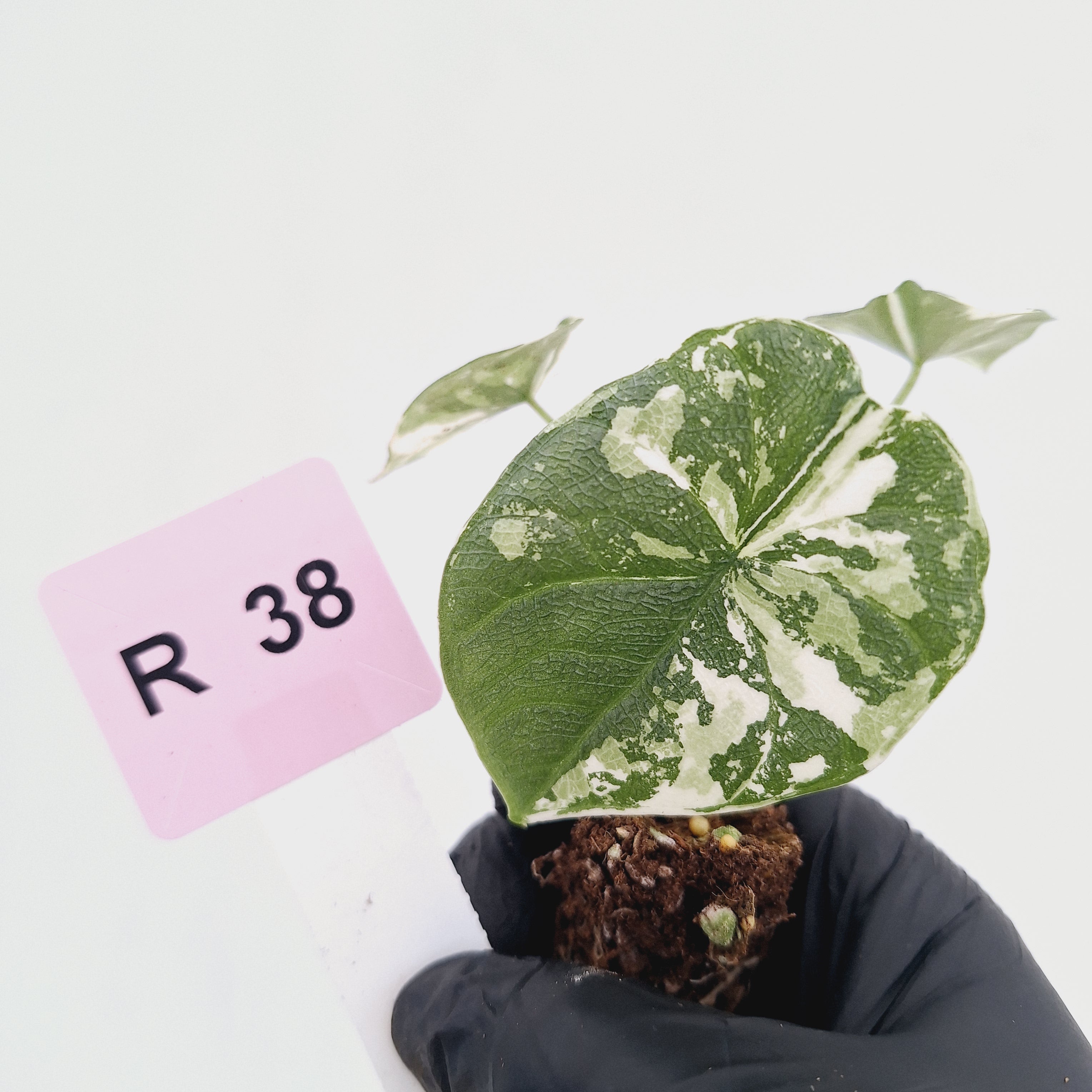 Alocasia melo 'Rhino Skin' Variegata - Bare Bottom Baby