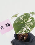 Alocasia melo 'Rhino Skin' Variegata - Bare Bottom Baby