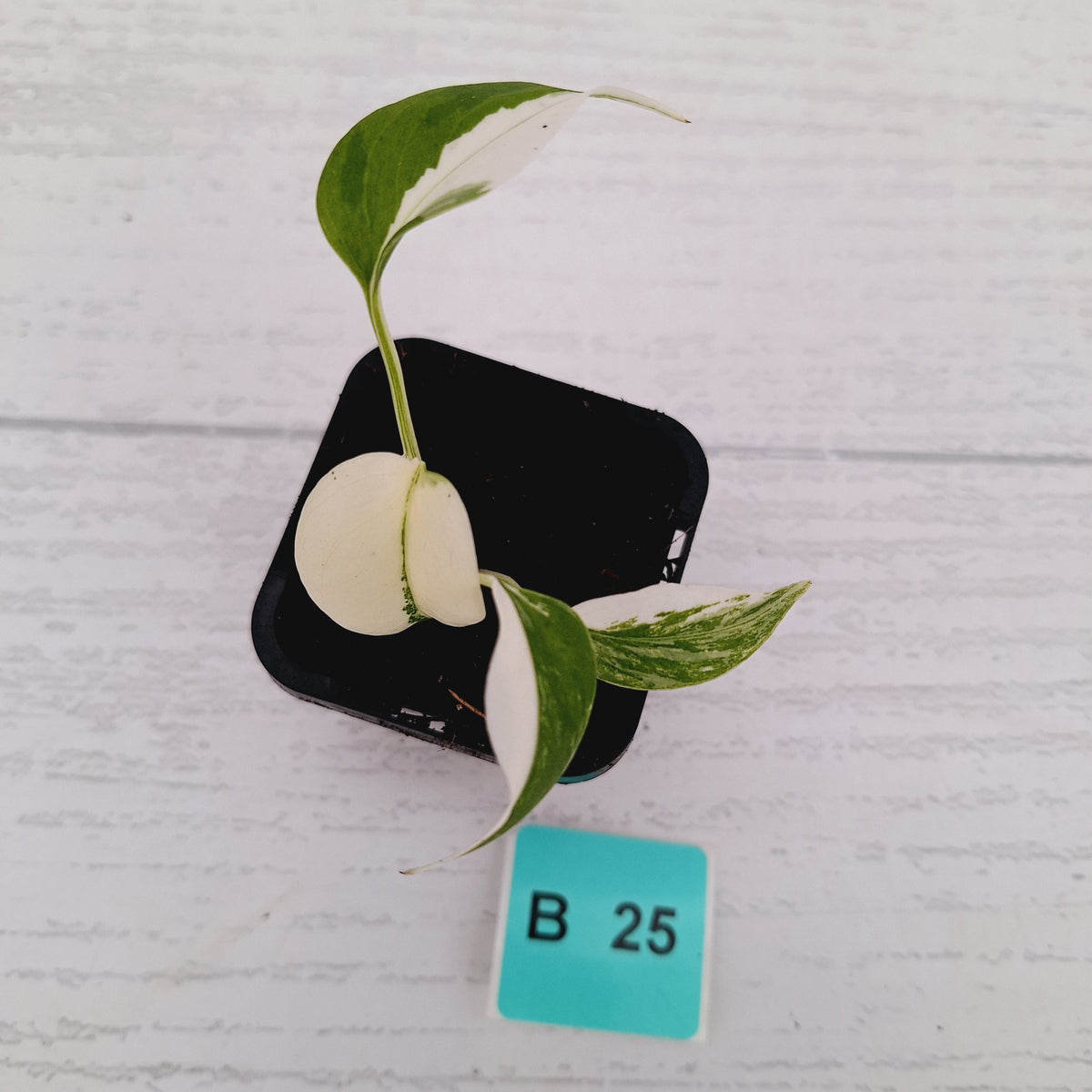 Monstera borsigiana 'Albo' - SALE