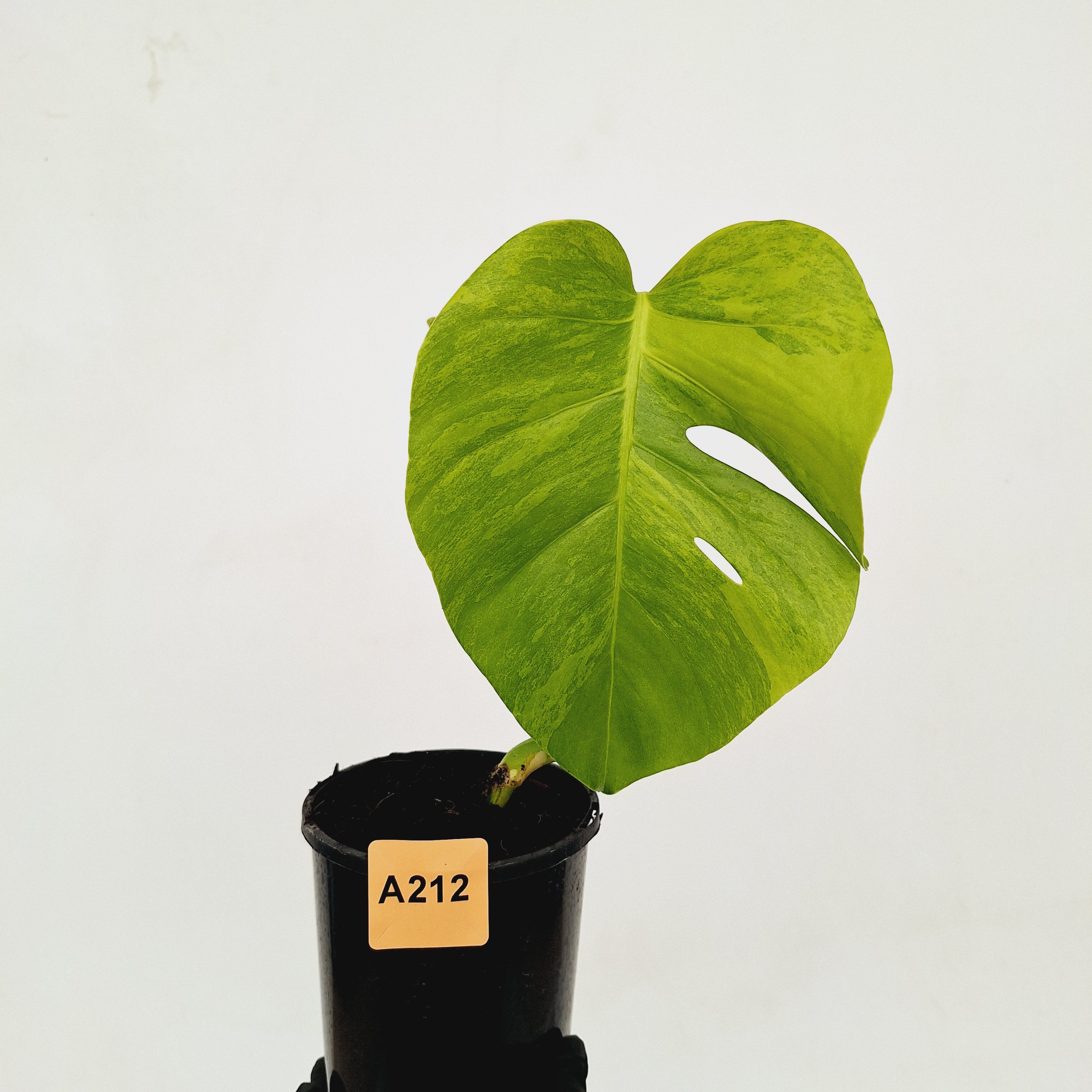 Monstera borsigiana &#39;Aurea&#39;