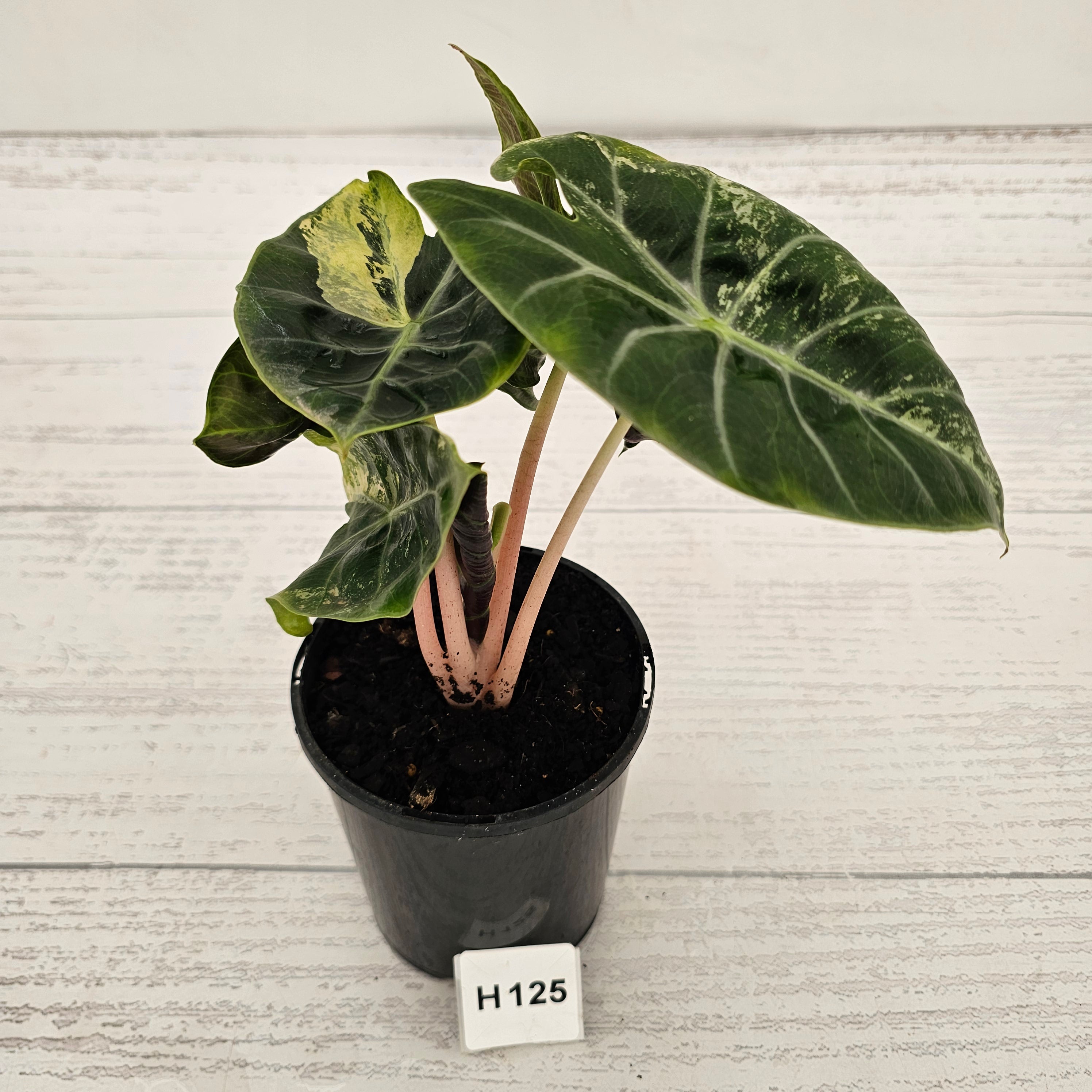Alocasia Pink Dragon 'Variegata'