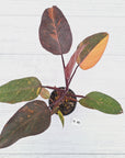 Philodendron 'Orange Princess' - FLASH SALE