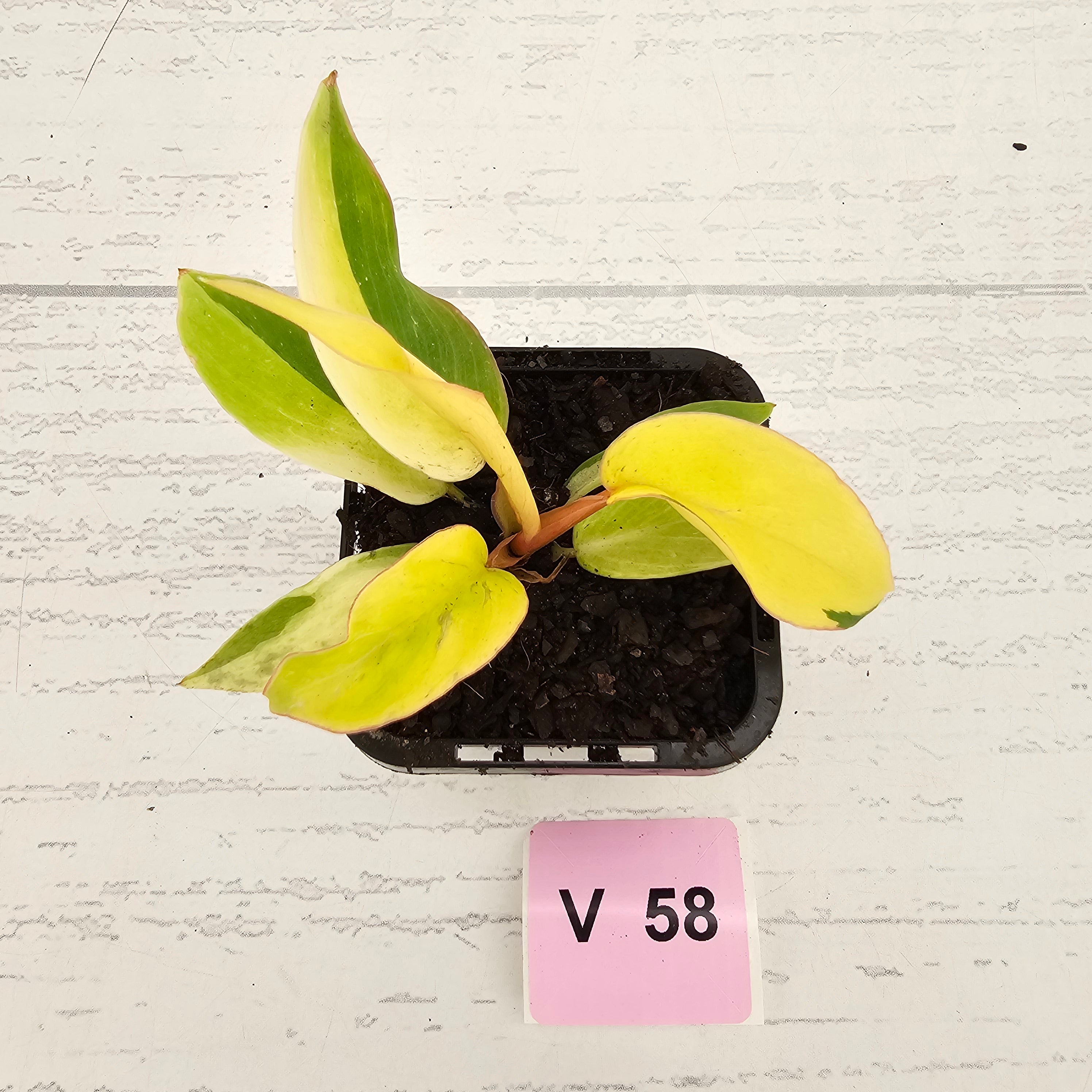 Philodendron pinnatifidum 'Jungle Fever Egg Yolk"