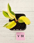 Philodendron pinnatifidum 'Jungle Fever Egg Yolk"