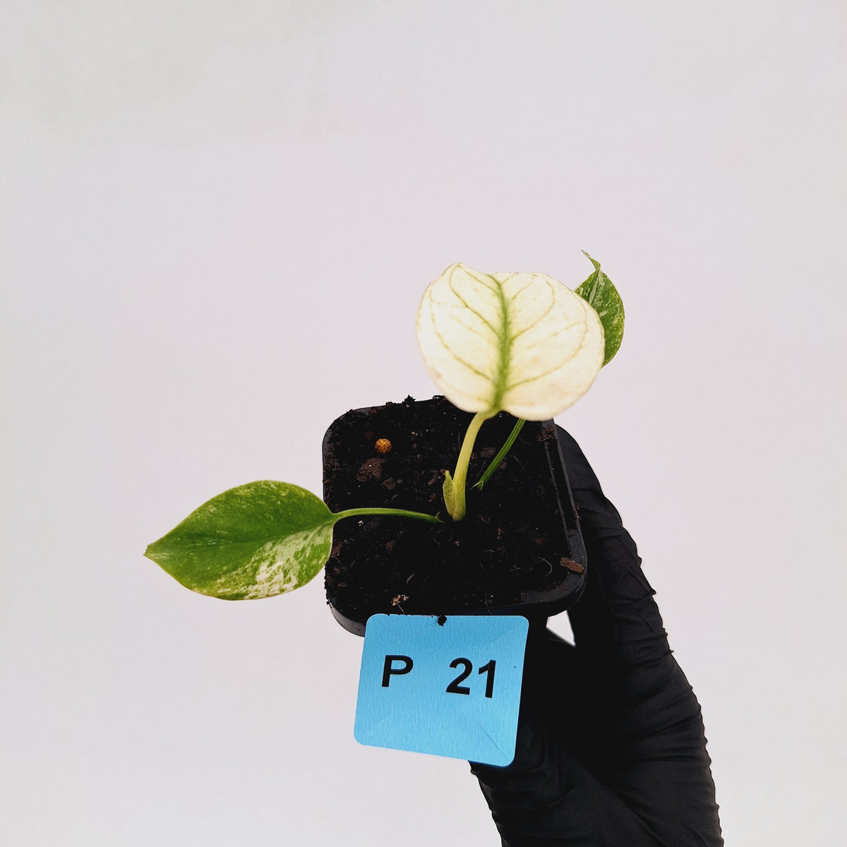Monstera Deliciosa 'White Monster'