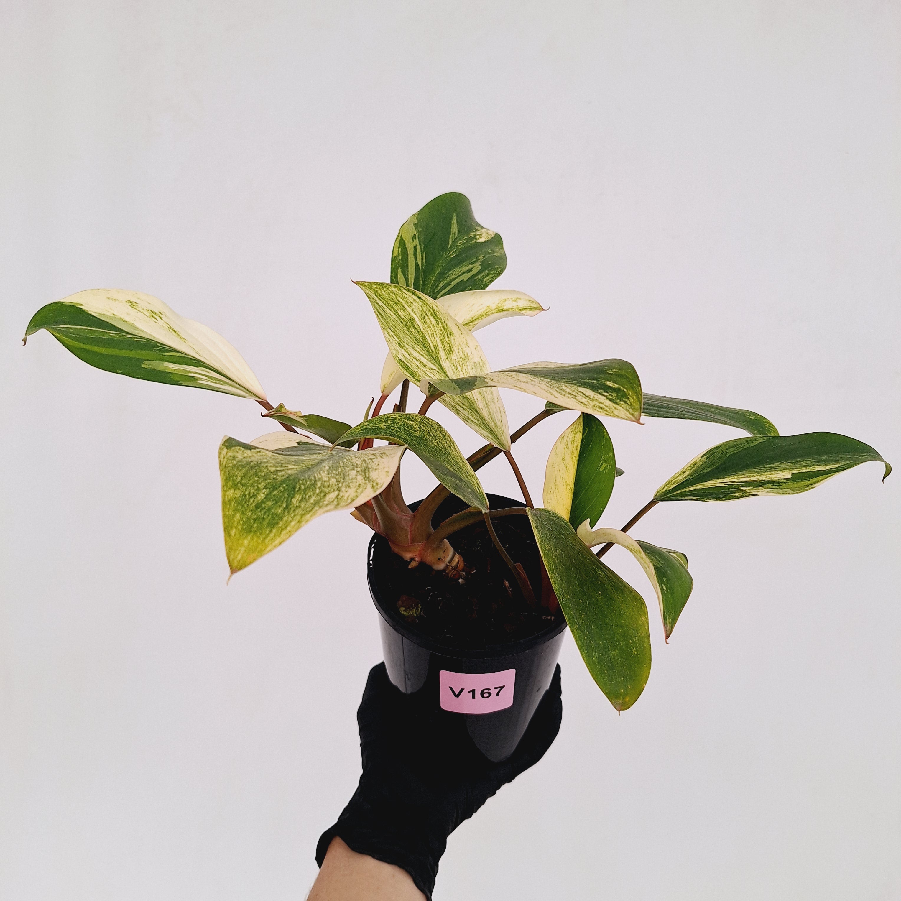 Homalomena Tropical Green Variegata -sale