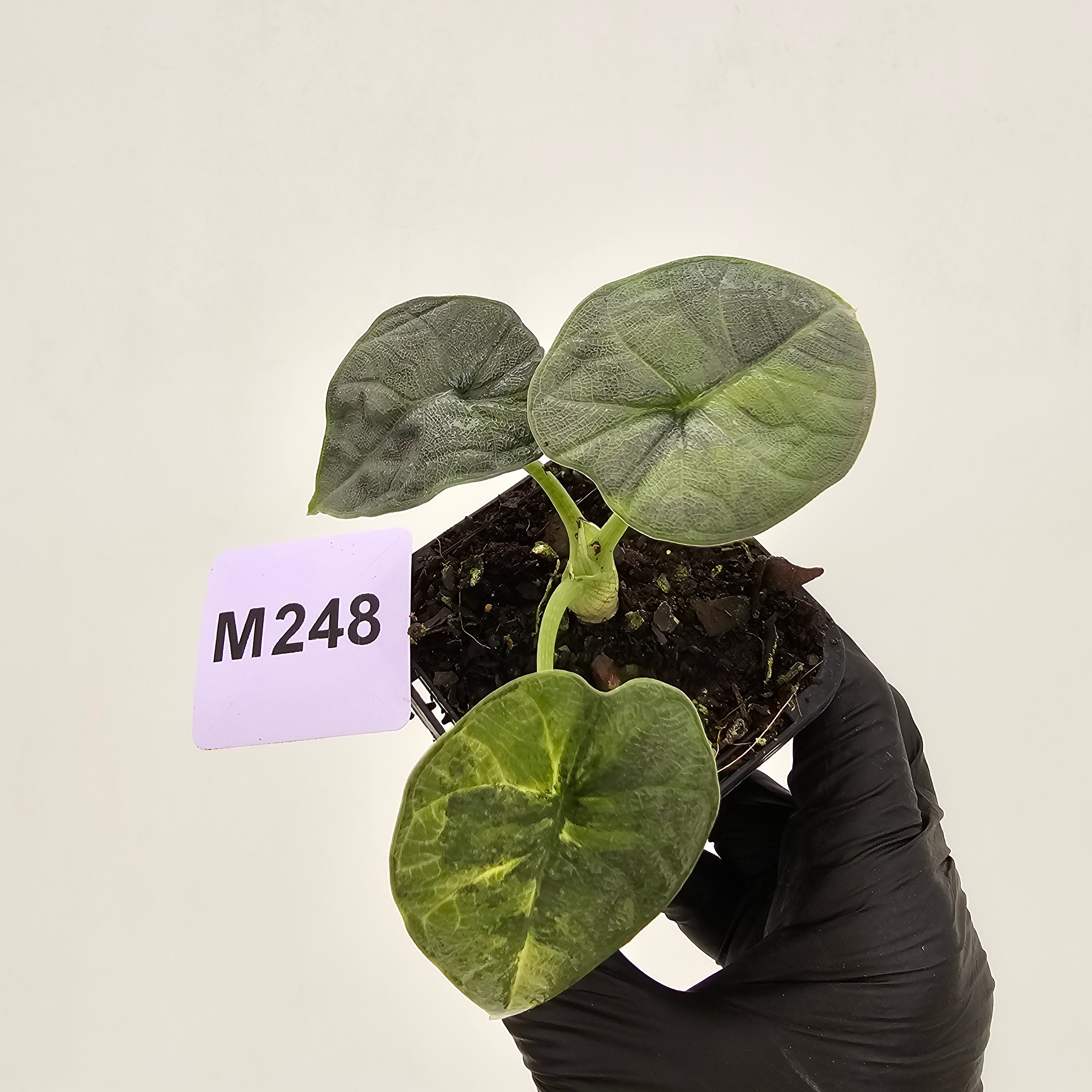Alocasia melo 'Rhino Skin' Variegata - 70mm