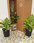 125mm Philodendron Congo Nuclear Gift Box - Christmas-Pre Order