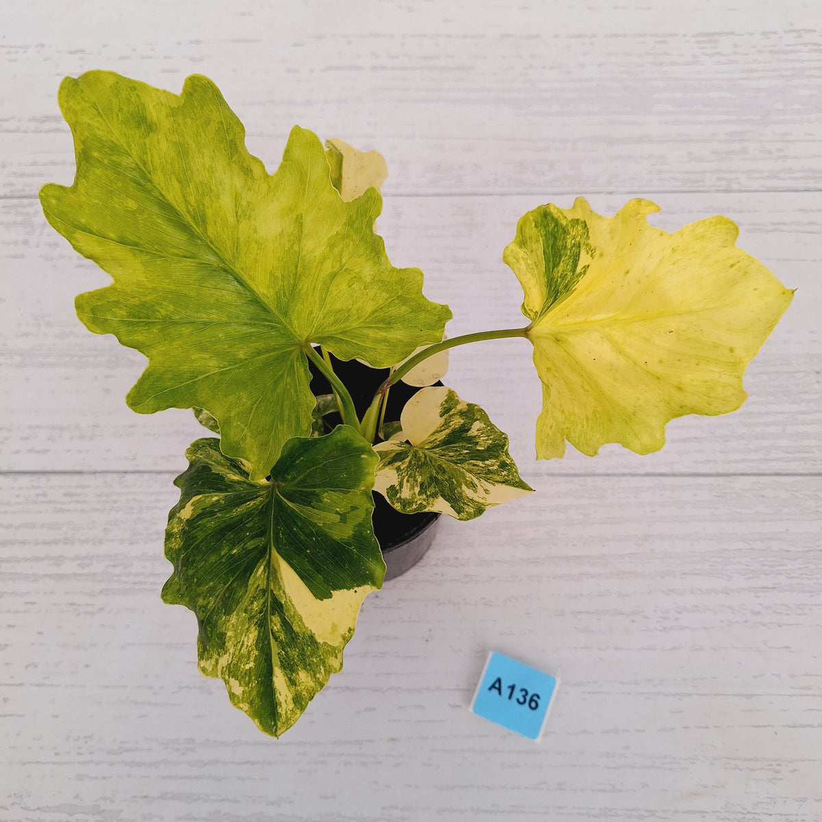Philodendron bipinnatifidum variegata - SALE