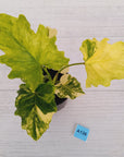 Philodendron bipinnatifidum variegata - SALE
