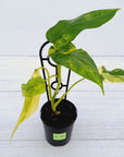 Philodendron domesticum variegata