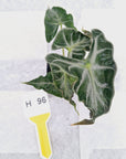 Alocasia ‘Loco’- Bare Bottom Baby