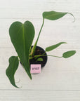 Monstera 'Burle Marx's Flame'