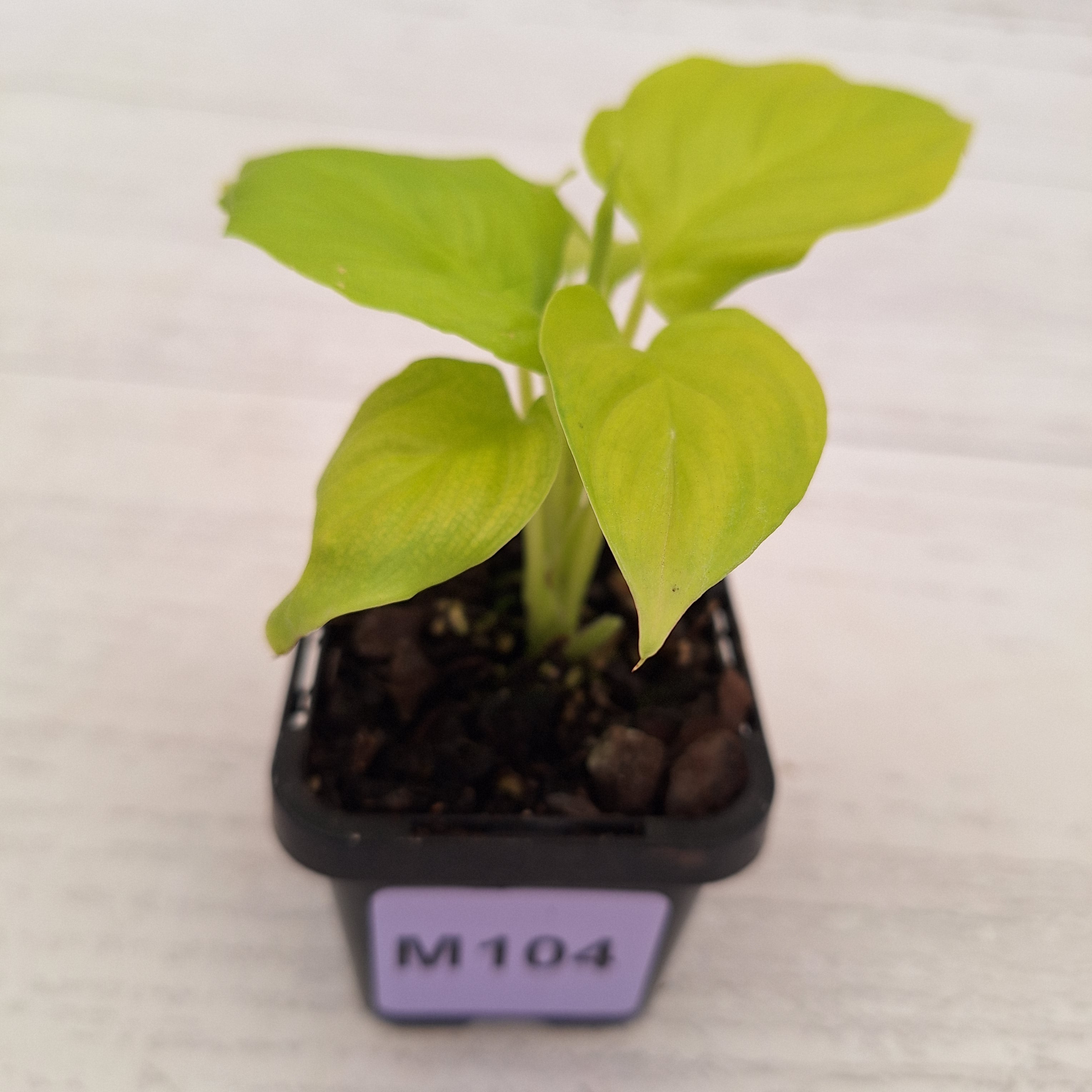 Homalomena rubescens Golden Hibiscus’ SALE