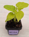 Homalomena rubescens Golden Hibiscus’ SALE