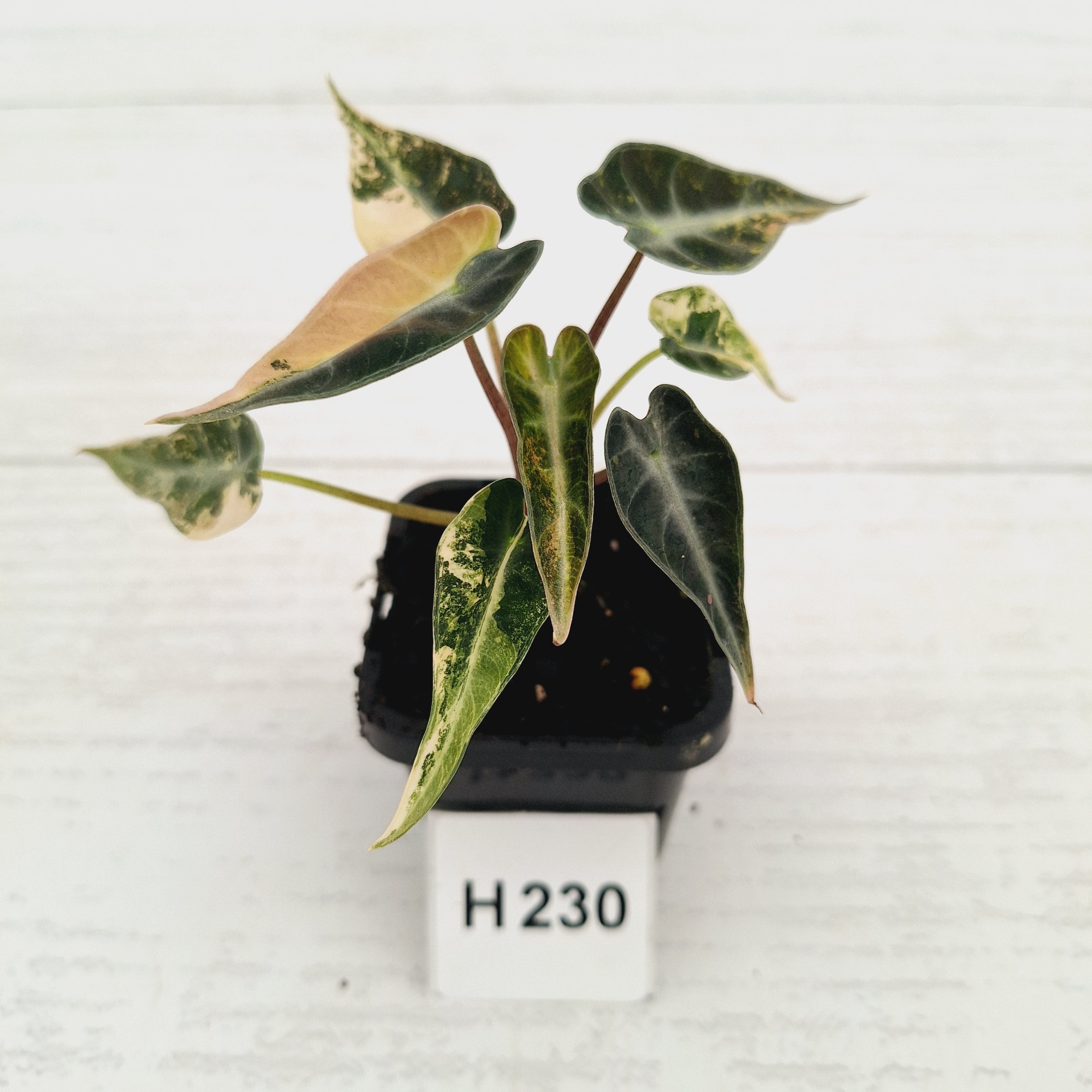 Alocasia Amazonica  bambino Variegata