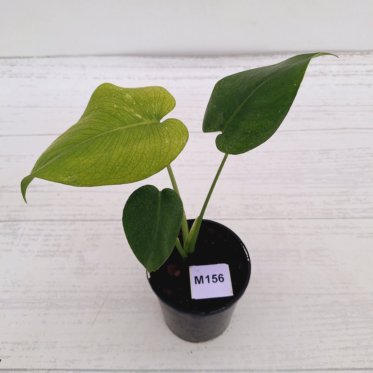 Monstera Deliciosa 'Mint' - SALE