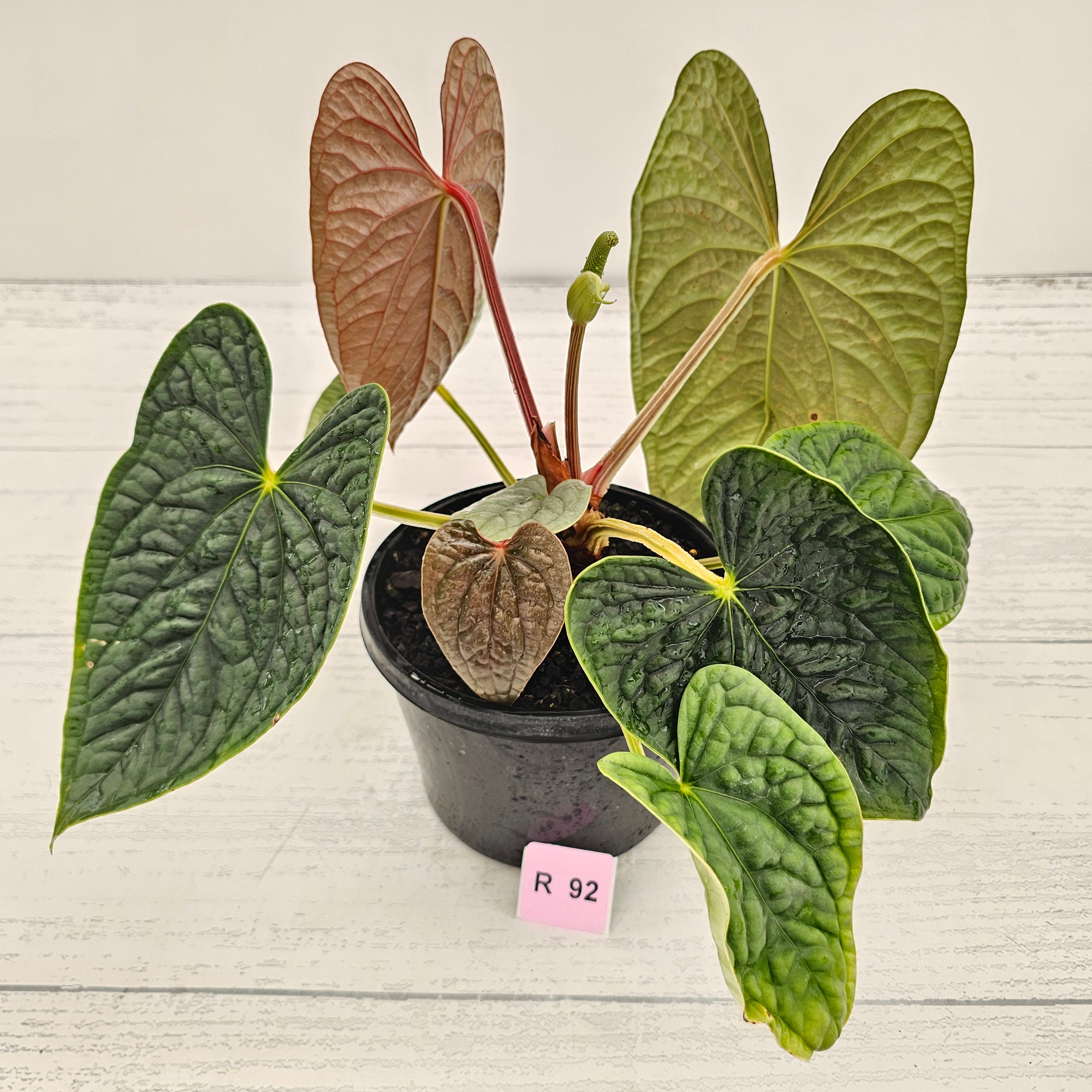 Anthurium Luxurians