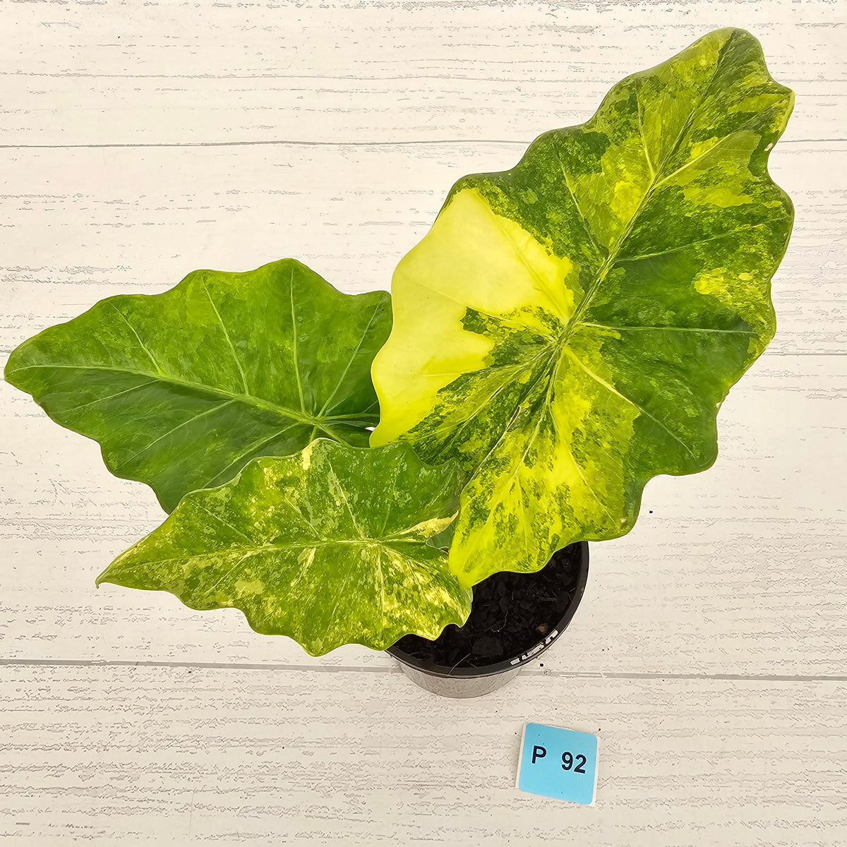 Alocasia Portora Variegata - SALE