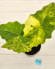 Alocasia Portora Variegata - SALE