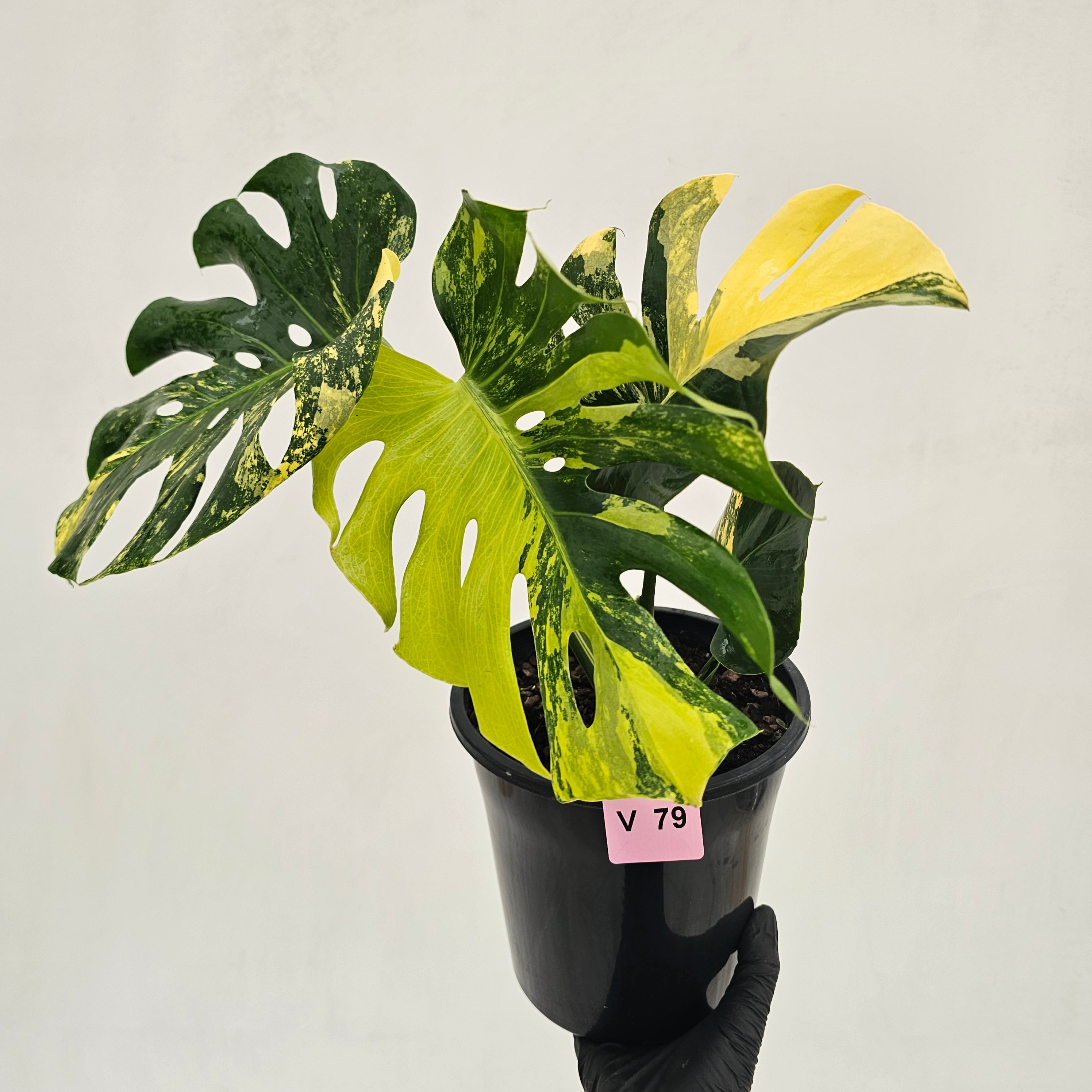Monstera deliciosa Variegata