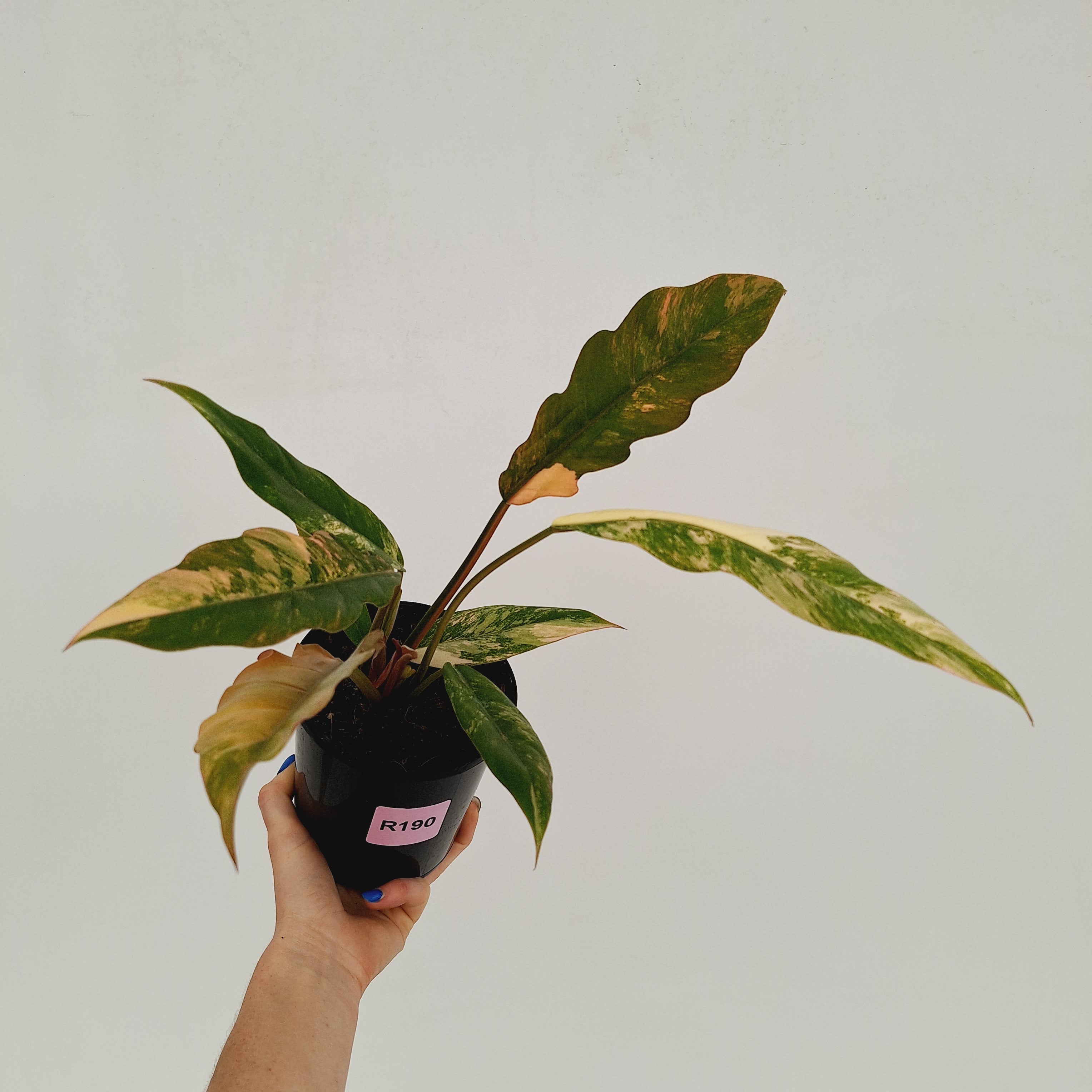 Philodendron serratum 'Caramel Marble'