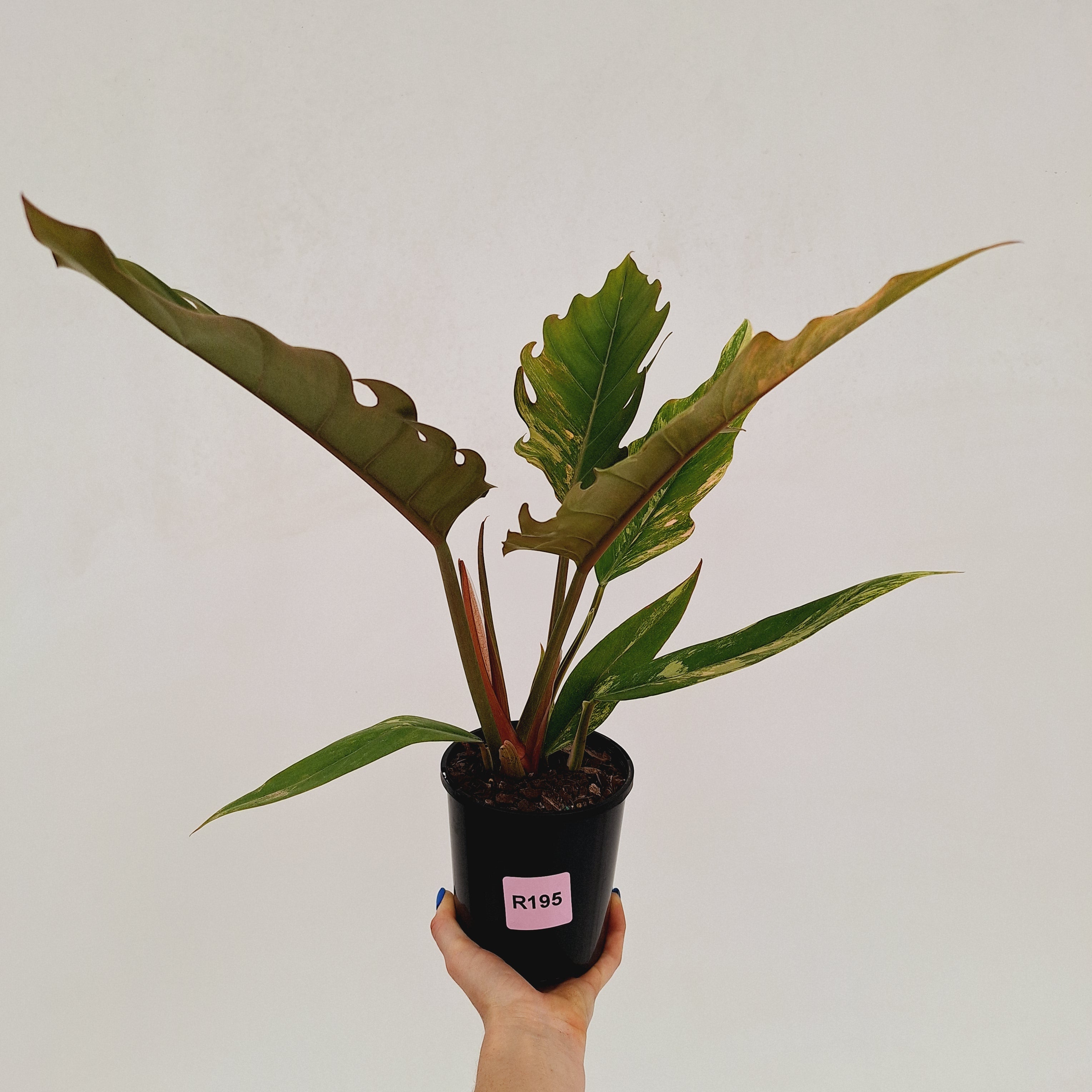 Philodendron serratum 'Caramel Marble'