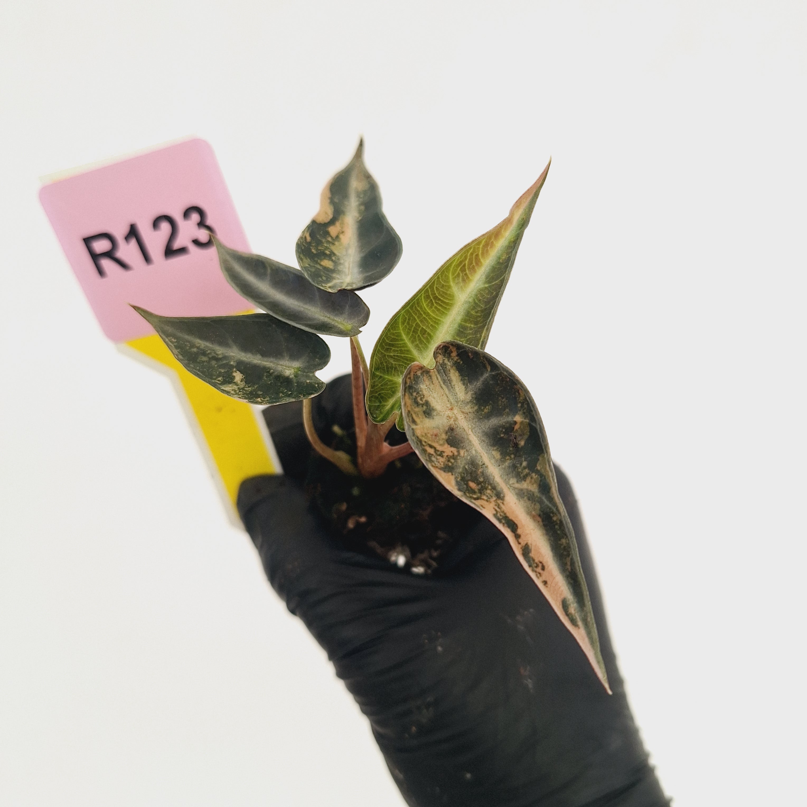 Alocasia Amazonica bambino Variegata - Bare Bottom Baby