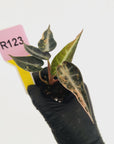 Alocasia Amazonica bambino Variegata - Bare Bottom Baby