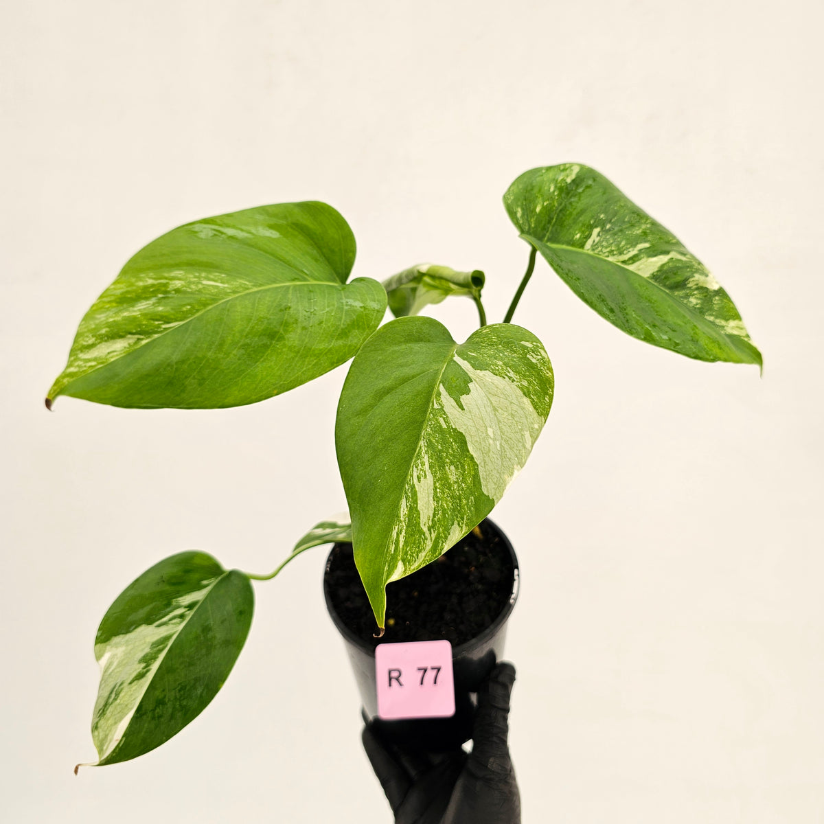 Monstera borsigiana 'Albo'