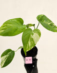 Monstera borsigiana 'Albo'