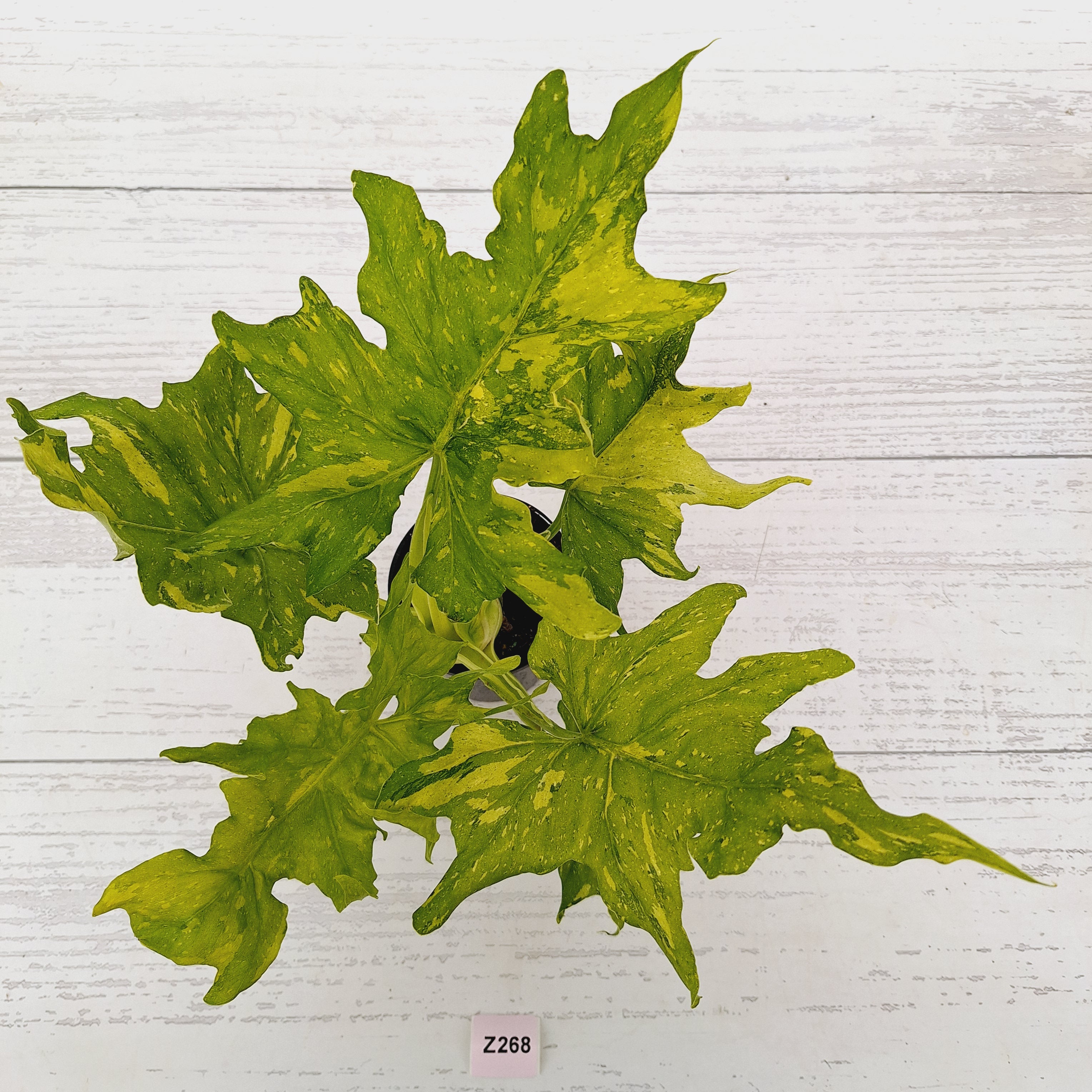 Philodendron warscewiczii Gold Variegata