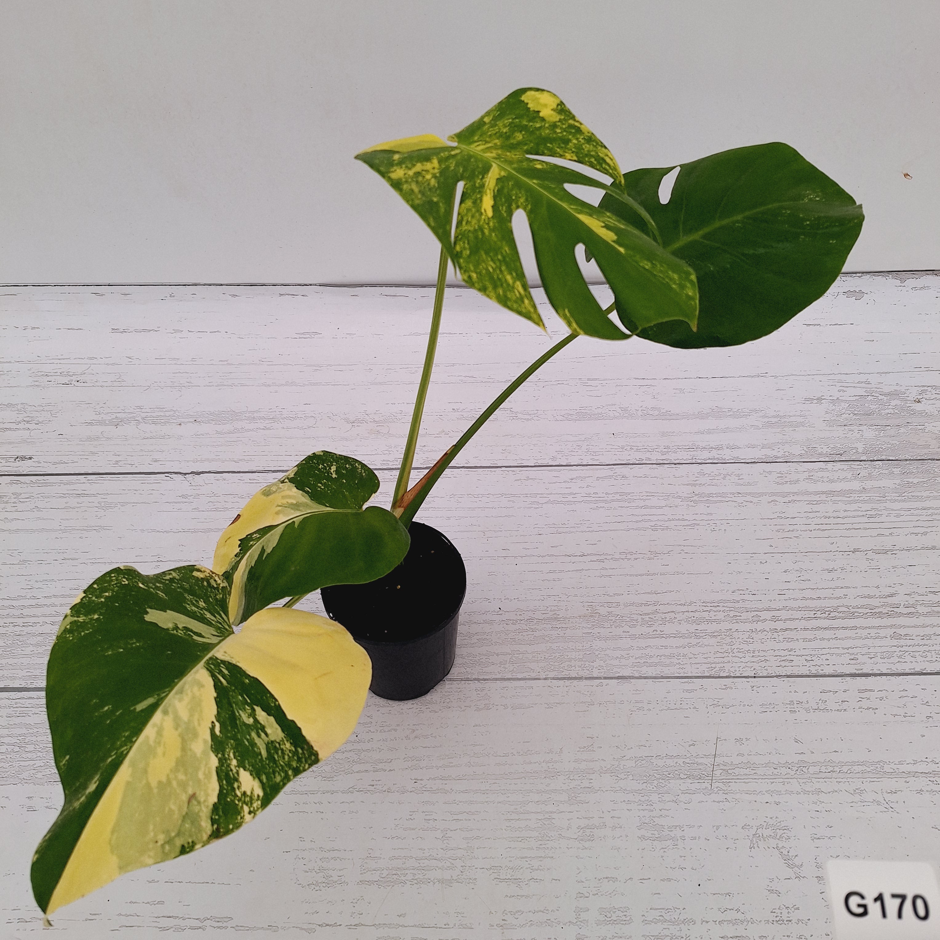 Monstera deliciosa Variegata