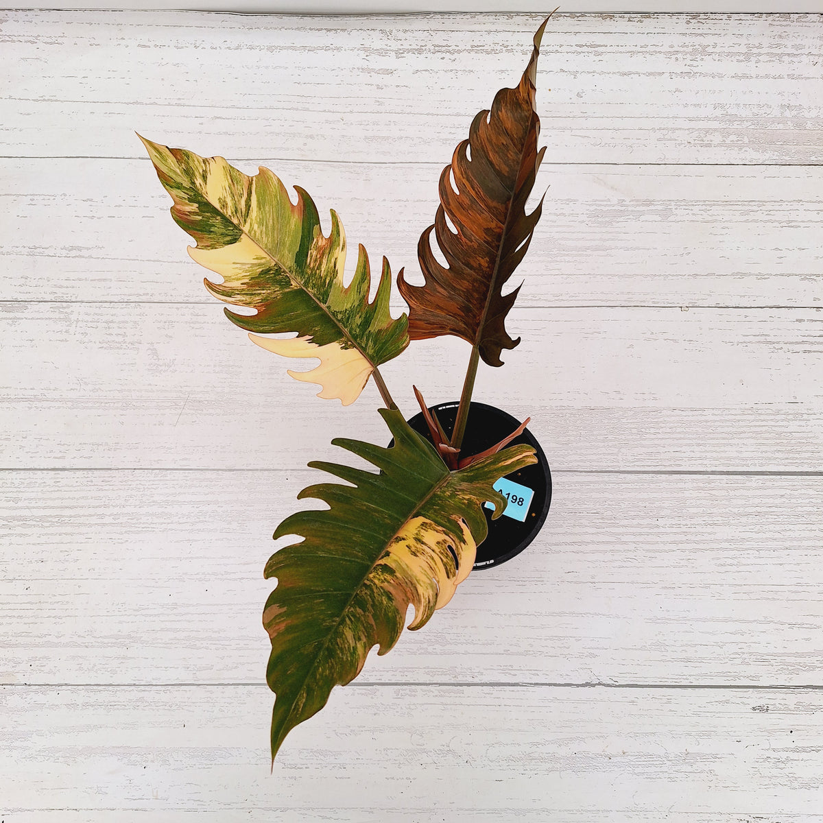 Philodendron serratum 'Caramel Marble' -flash sale