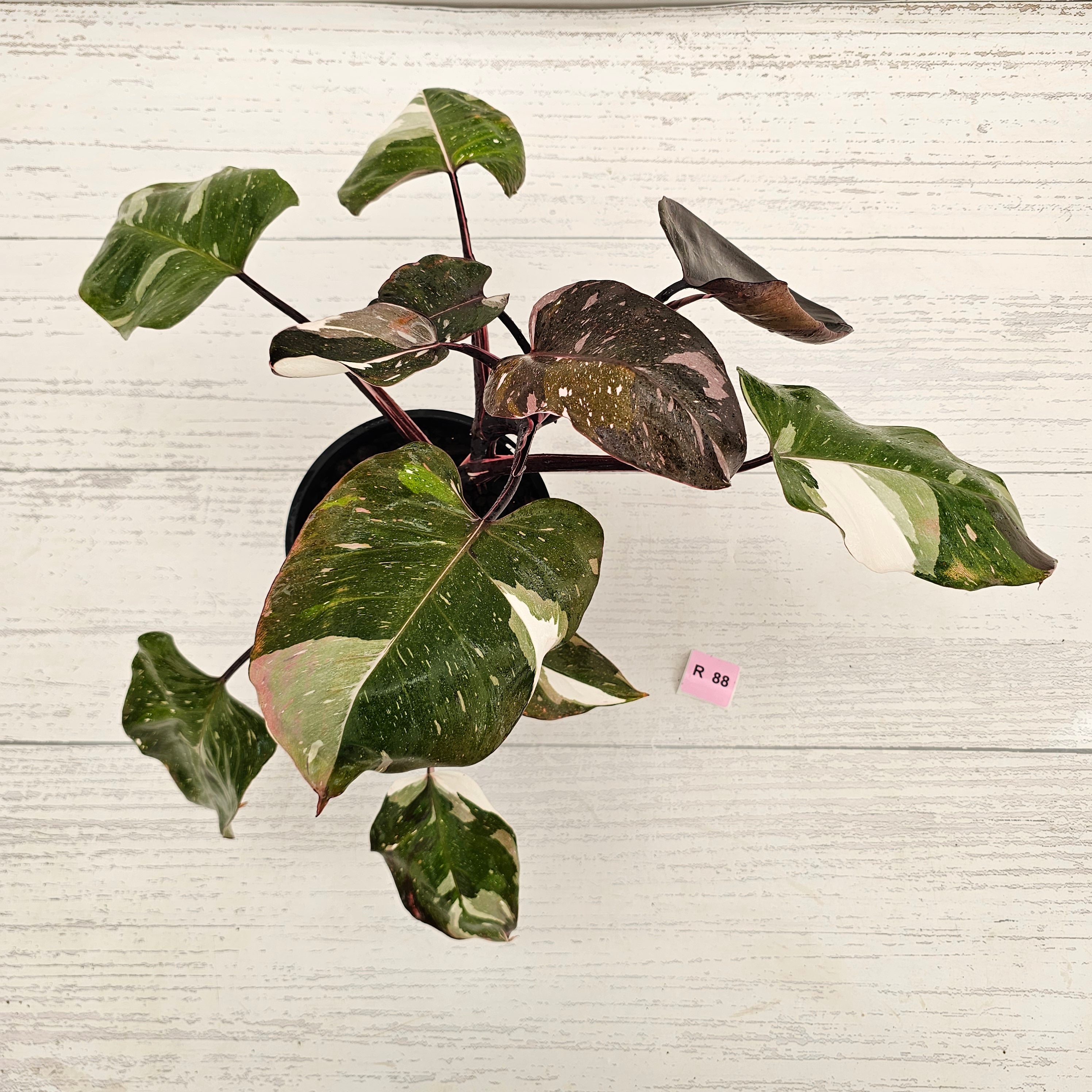 Philodendron erubescens 'Red Anderson'