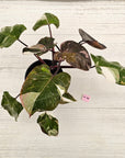 Philodendron erubescens 'Red Anderson'