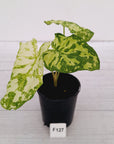 Caladium bicolour NOID