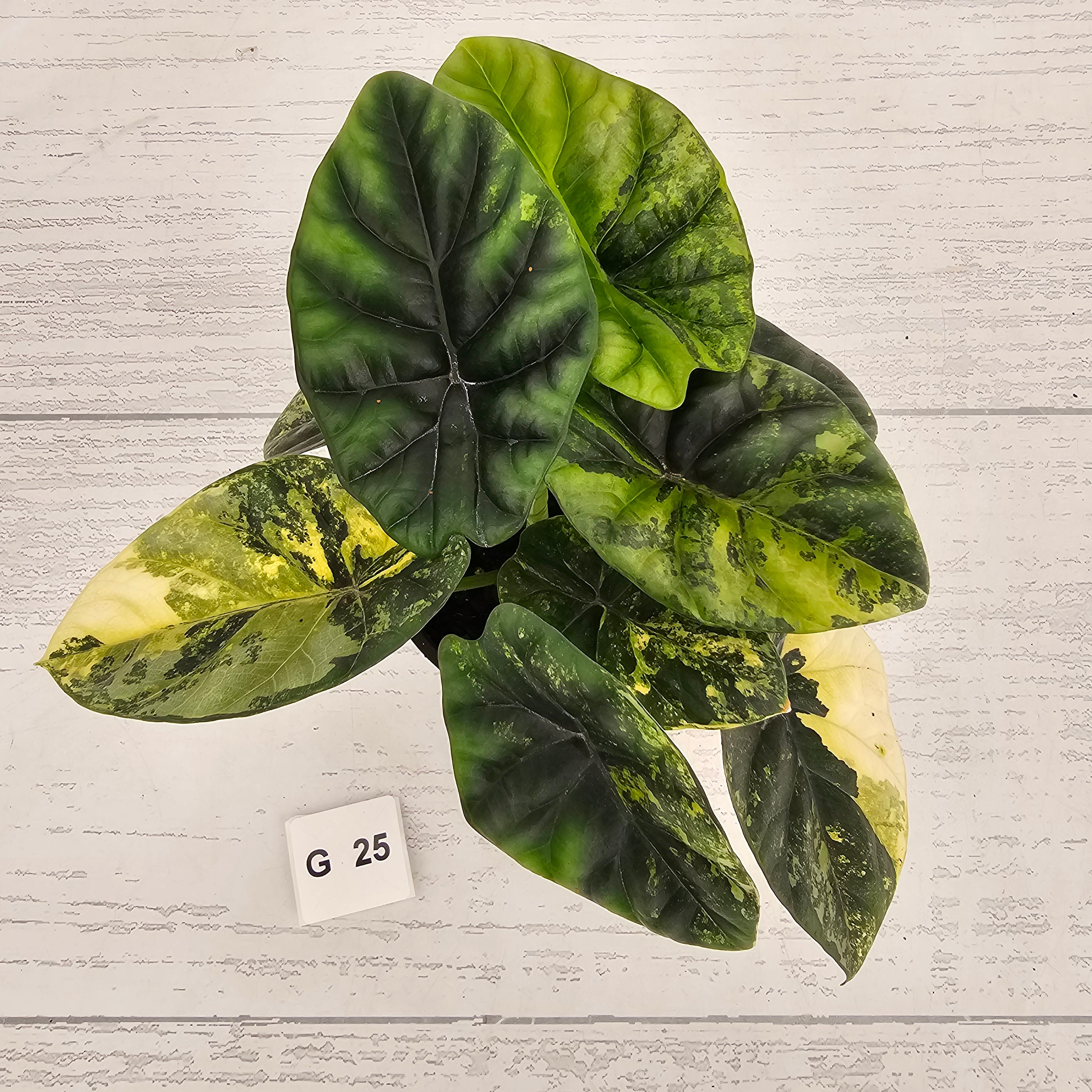 Alocasia sinuata Variegata